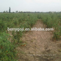 Buy dried goji berries from farm